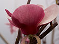 Magnolia soulangeana Verbanica IMG_5301 Magnolia pośrednia Verbanica